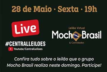 LIVE GRUPO MOCHO BRASIL